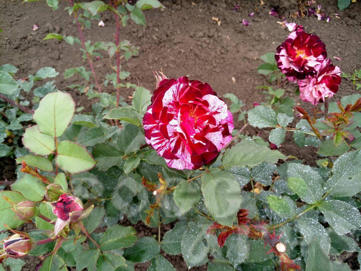 Роза флорибунда: фото, описание и выращивание дома