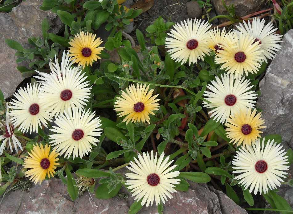 Цветы мезембриантемум: сорта и технология выращивания. мезембриантемум — «полуденный цветок»: посадка и уход