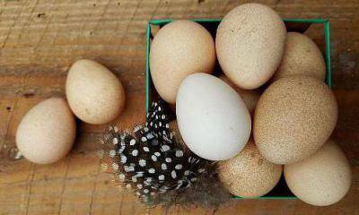 Яйца цесарки – польза и вред (+ фото)