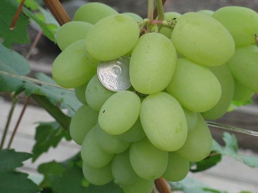 Сорта винограда для средней полосы россии