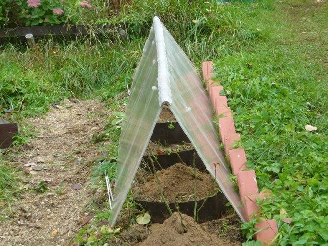 Железный купорос осенью для роз как разводить