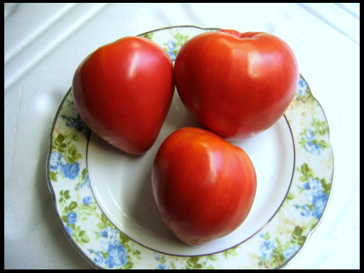 Благородный сорт помидоров мазарини – вкусный, урожайный, простой в уходе