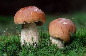 Значение грибов в природе