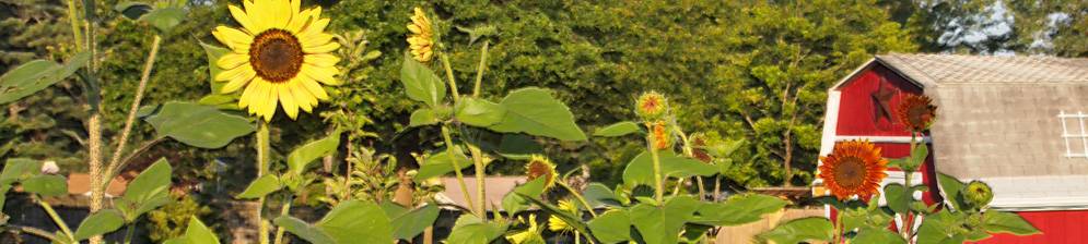 Все о посадке декоративного подсолнуха: как ухаживать, выращивание из семян