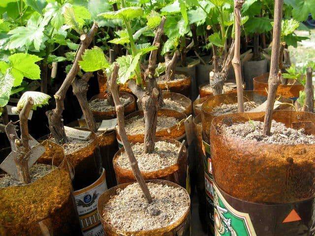 Секреты успешной посадки винограда черенками, различные способы размножения
