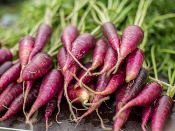 Фиолетовая морковь описание сорта с фото отзывы - скороспел