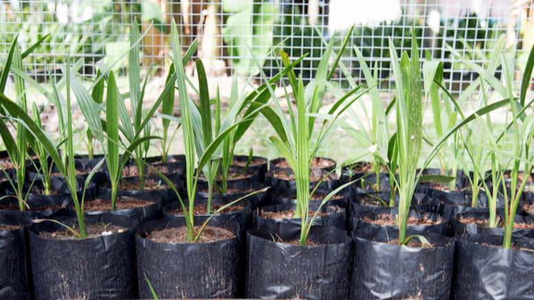 Финиковая пальма: как и где растут финики