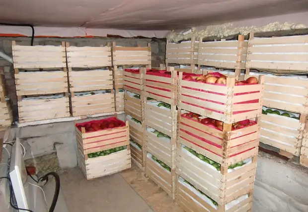 Как сохранить свежие яблоки на зиму в домашних условиях подольше? русский фермер