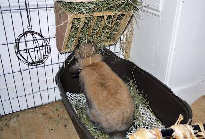 Туалет для кроликов: как можно приучить кролика к лотку и какие могут возникнуть сложности в этом процессе