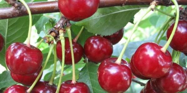 Правила посадки и выращивания вишни сорта Маяк