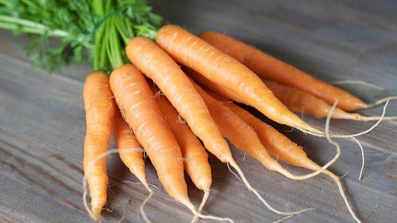 Когда сажать морковь в сибири в открытый грунт, а также лучшие ранние сорта для выращивания, сроки посева семян скроспелого овоща весной, правила хорошего ухода русский фермер