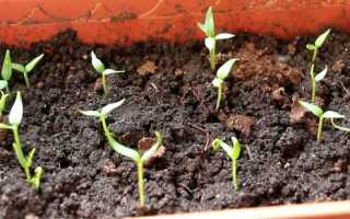 Выращивание рассады кабачков: посадка, уход, высадка 