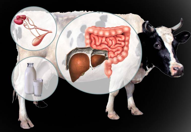 Понос у коровы - опасный симптом, требующий срочного лечения