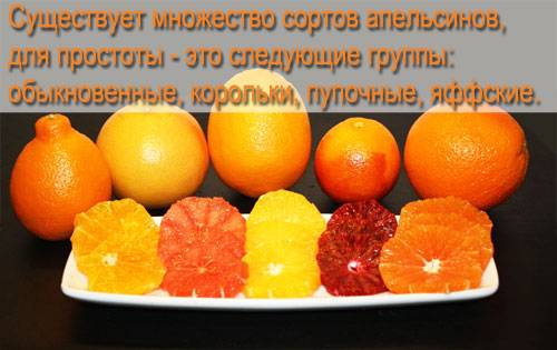 Апельсин - польза и вред для здоровья, состав и калорийность