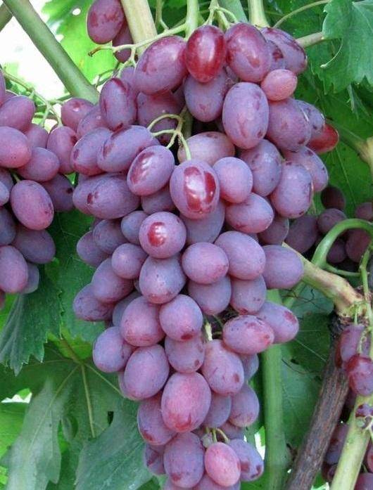 Виноград дамские пальчики или хусайне белый: характеристики сорта, агротехника, реальные отзывы