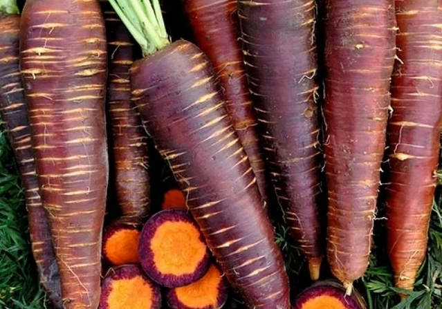 Полезные свойства фиолетовой моркови