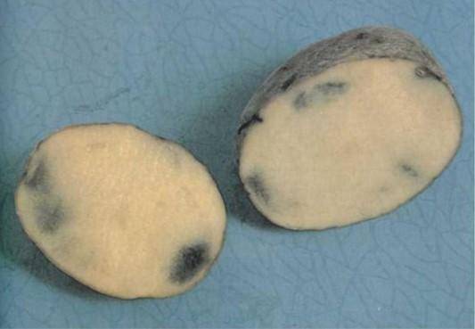 Почему картофель чернеет внутри на грядке. хранение картофеля – как на зиму сохранить собранный урожай. нарушен баланс полезных веществ в почве