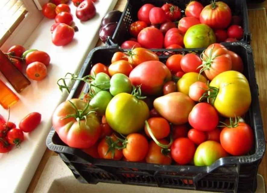Как ускорить созревание помидоров в теплице: способы и советы