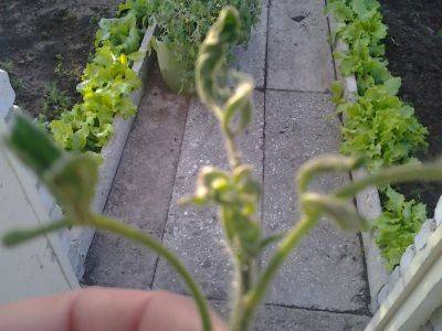 Скручивание листьев у томатов: лечение, устранение причины заболевания