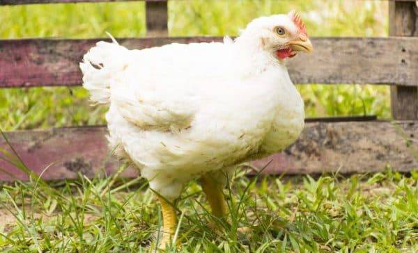 Бройлеры ross 308 (25 фото): описание породы, таблица роста и веса по дням, руководство по содержанию цыплят, отзывы