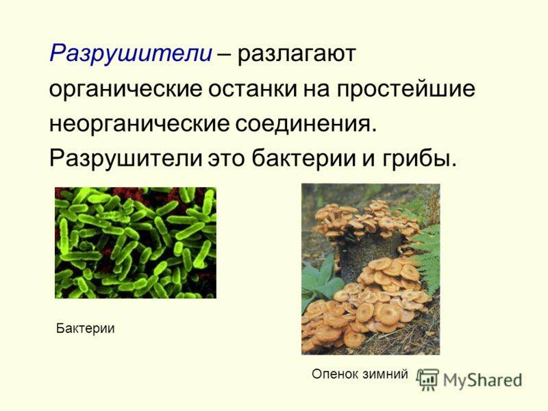 Презентация на тему: "грибы в природе существует вечный круговорот между производителями, потребителями и разрушителями. производители – это зеленые растения, они создают из.". скачать бесплатно и без регистрации.
