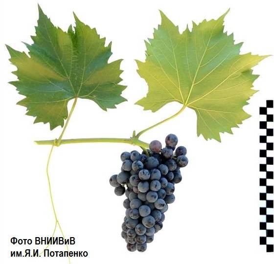 Виноград фрумоаса албэ: описание сорта, фото, отзывы