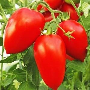 Низкорослые сорта томатов для открытого грунта: 30 сортов с описанием