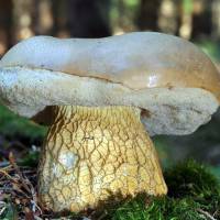 Как обработать белые грибы после сбора. первичная обработка грибов
