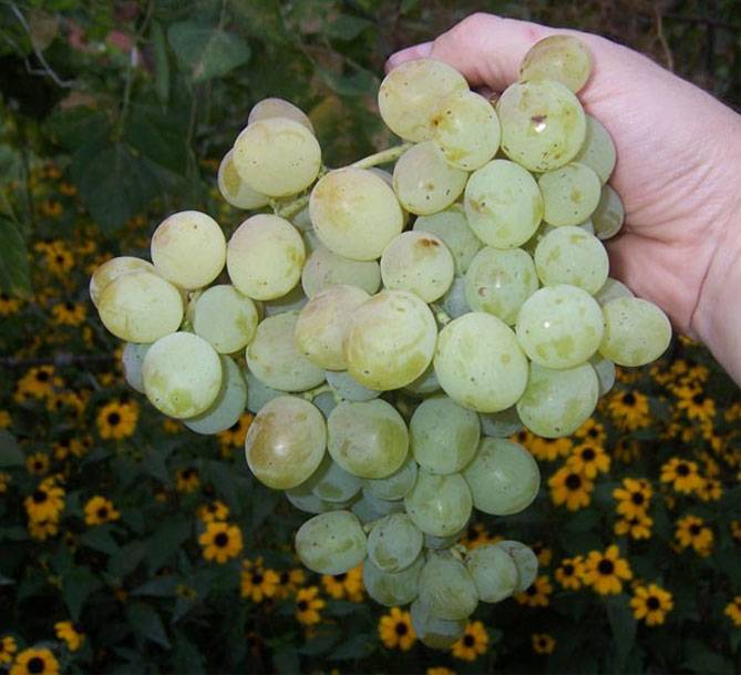 Неприхотливый гибрид с отличным послевкусием — виноград «восторг мускатный»
