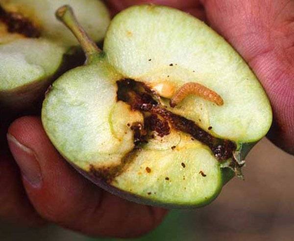 Причины появления червивых яблок