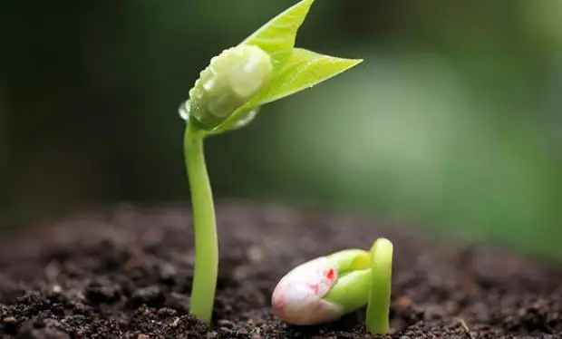 Как посадить фасоль в открытый грунт: семена, почва, проращивание