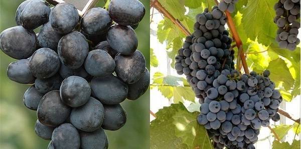 Аттика – бессемянный сорт винограда из греции