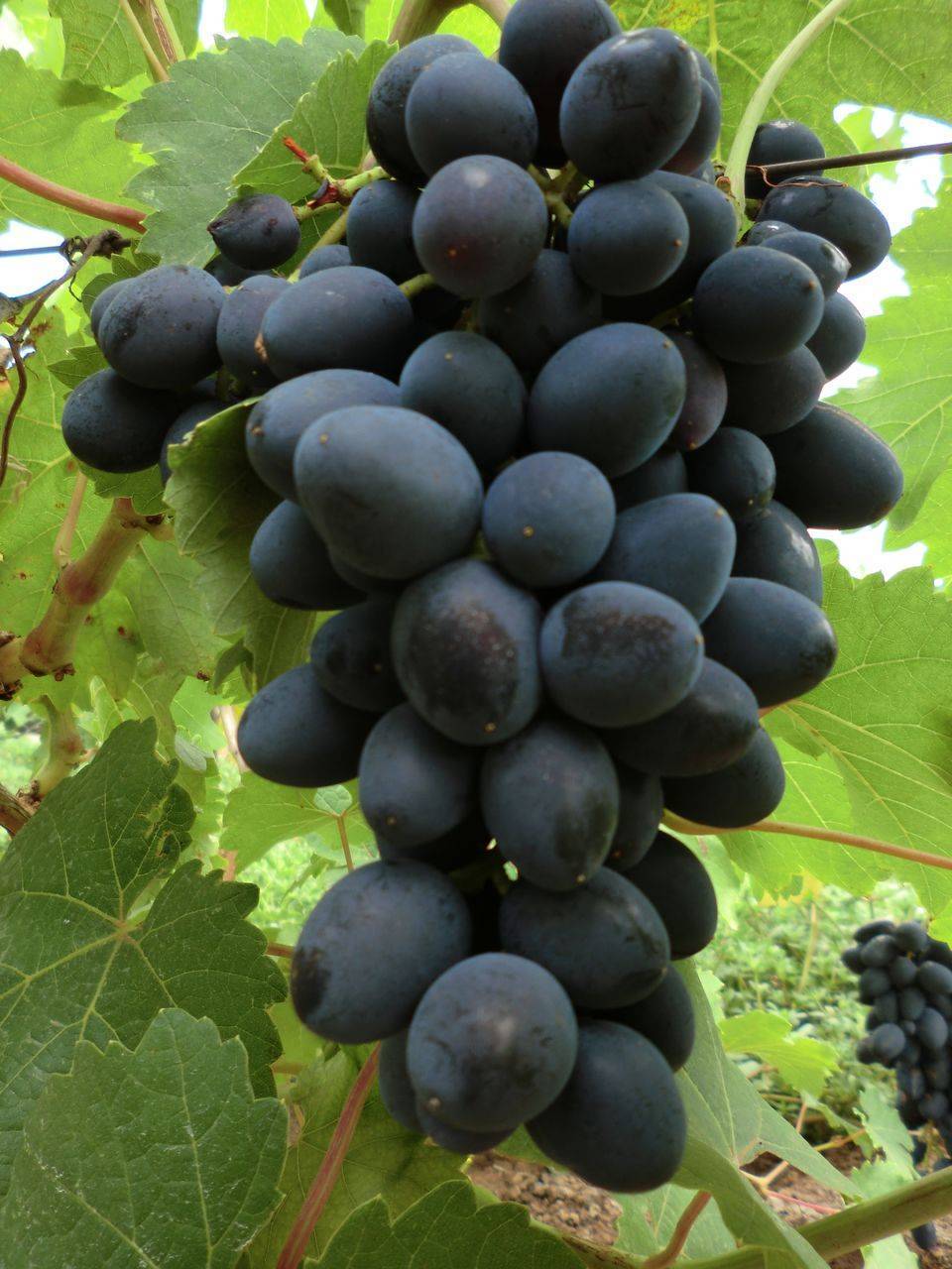 Виноград атос: описание сорта