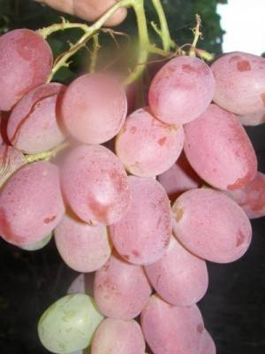 Виноград рубин голодриги: характеристика и описание сорта, посадка и уход - всёпродачу