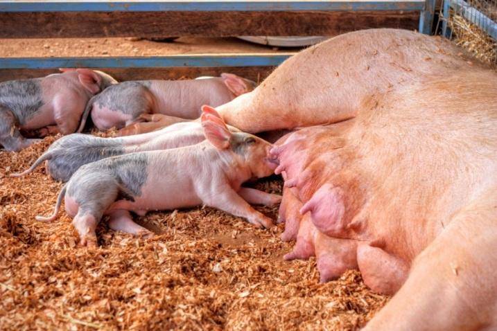 Опорос свиней первый раз в домашних условиях: советы с видео
