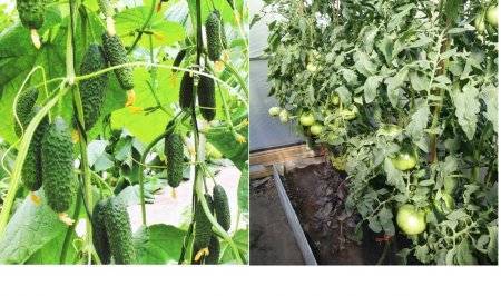 Посадка и советы по выращиванию томатов по методу галины кизимы