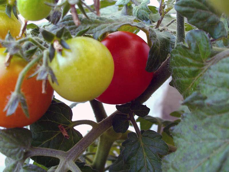 Как правильно поливать помидоры (томаты) в теплице: какое время лучше выбрать и как часто увлажнять