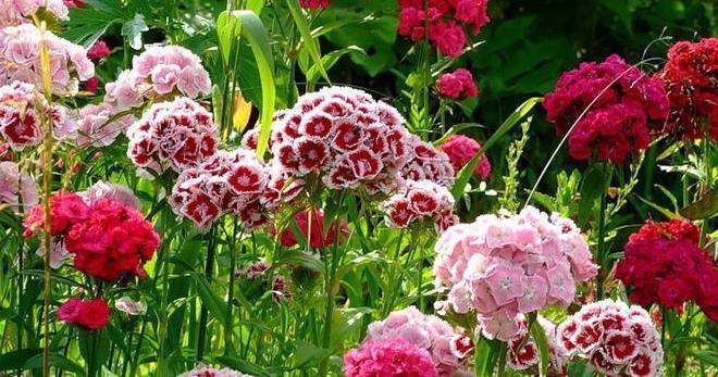 Гвоздика садовая многолетняя: уход и выращивание в открытом грунте.