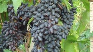 Сорт винограда Сувенир — описание и особенности выращивания