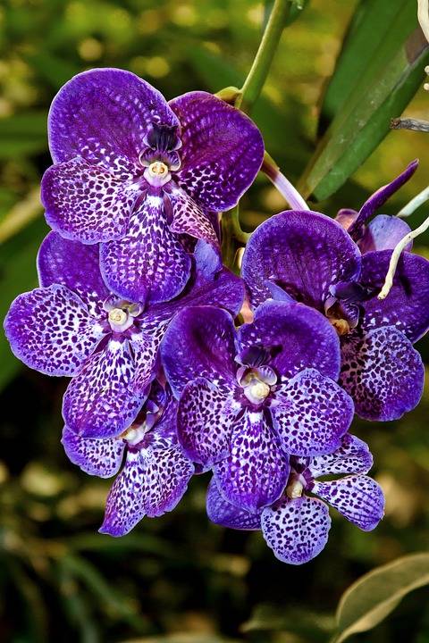 Как получить семена орхидеи фаленопсис?
