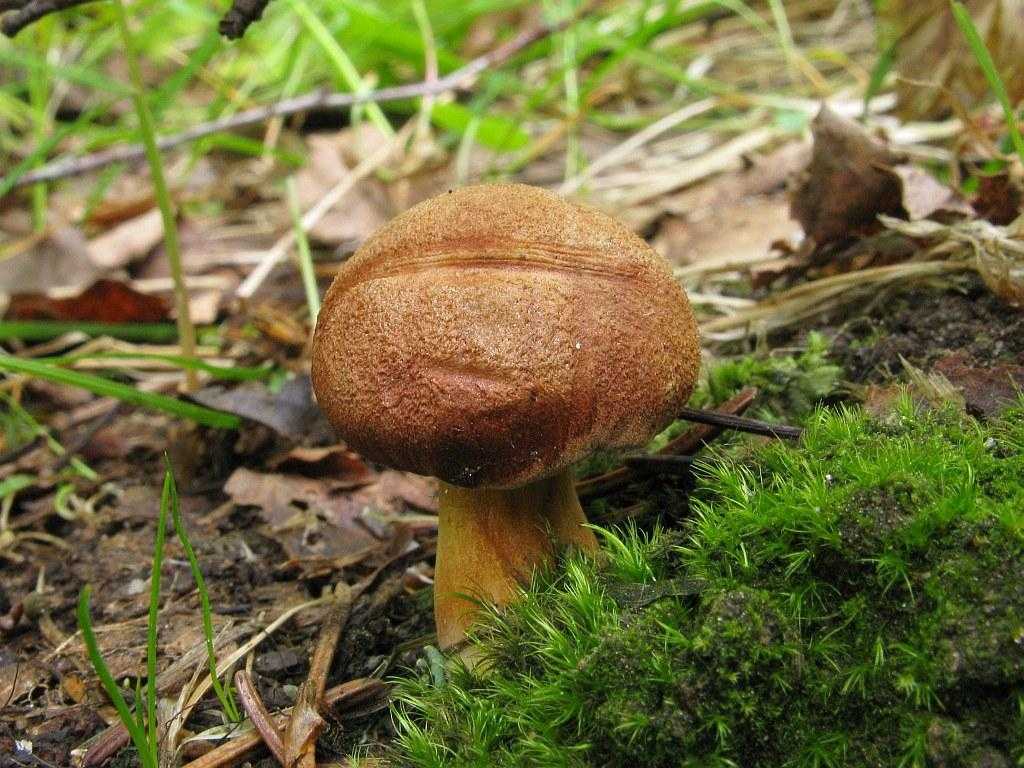 Перечный гриб (маслёнок перечный): фото и описание