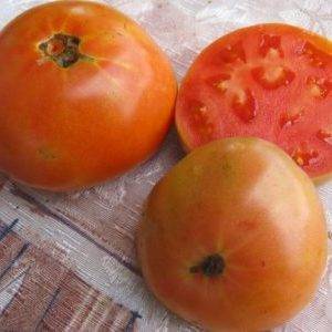 Сорт томата алтайский шедевр