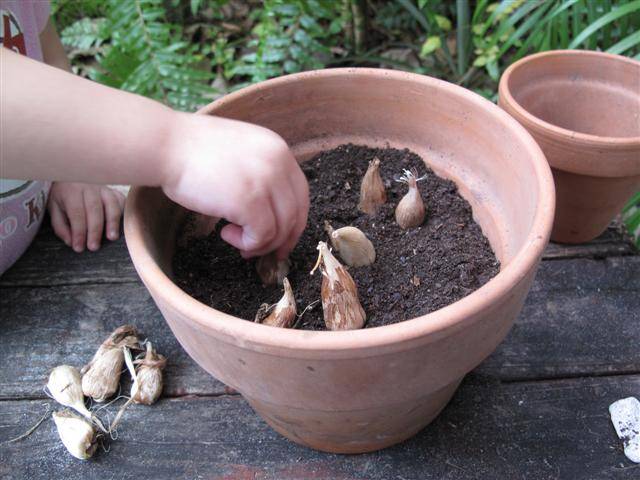 Как посадить и вырастить фрезию в открытом грунте
