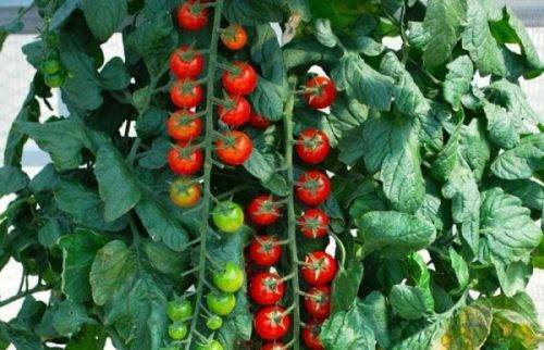 Помидоры рапунцель: урожайность и описание сорта