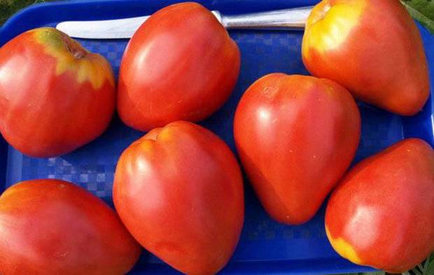 Сорт орлиный клюв – томат с необычной формой плодов