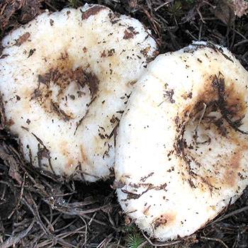 Ядовитые грибы приморского края