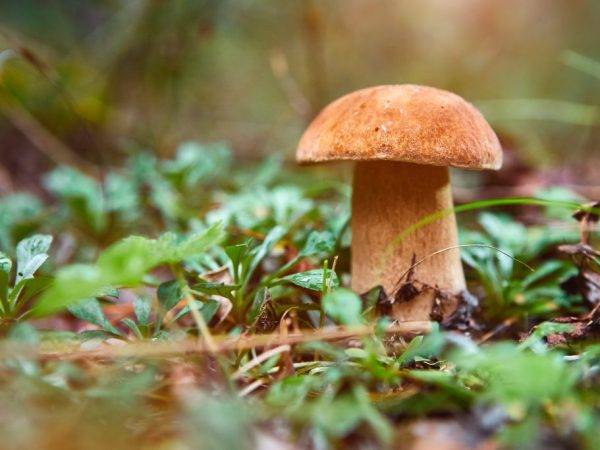 Грибы кировской области 2021: когда и где собирать, сезоны и грибные места