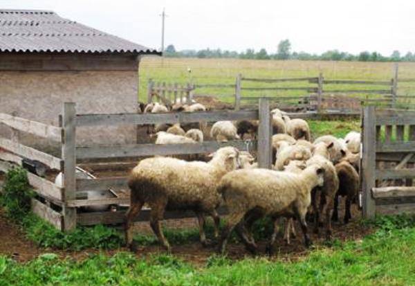 Строим сарай для овец своими руками – советы, пояснения + видео