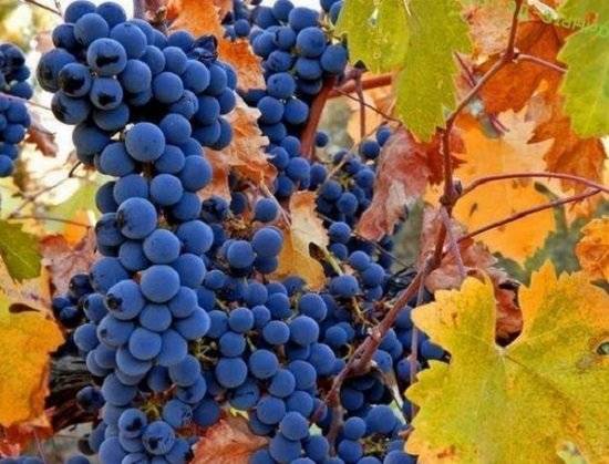 Железный купорос для винограда осенью: как и когда обрабатывать