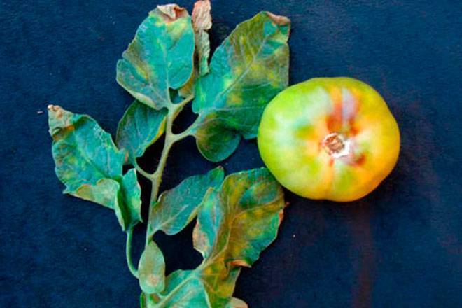 Бурая пятнистость на помидорах в теплице: как бороться